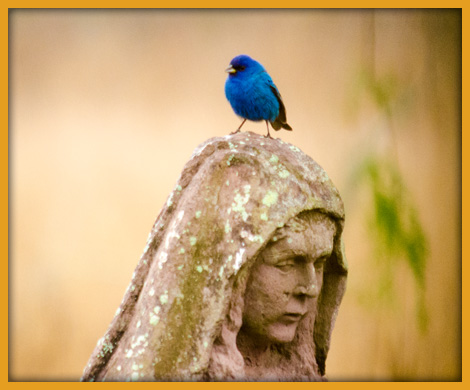 ...::: Indigo Statue :::...